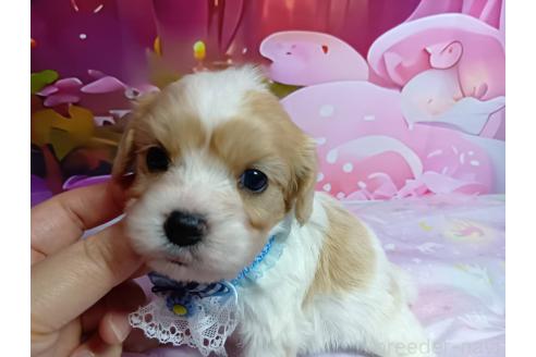 販売中の神奈川県のミックス犬-386692の14枚目