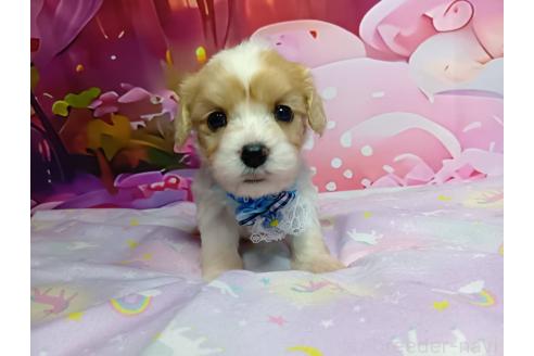 販売中の神奈川県のミックス犬-386692の13枚目