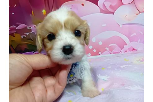 販売中の神奈川県のミックス犬-386692の12枚目