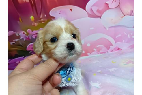 販売中の神奈川県のミックス犬-386692の11枚目
