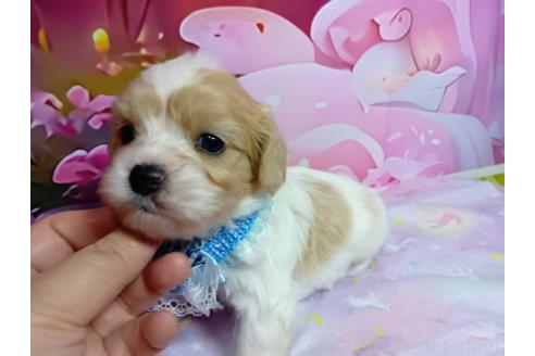 販売中の神奈川県のミックス犬-386692の9枚目