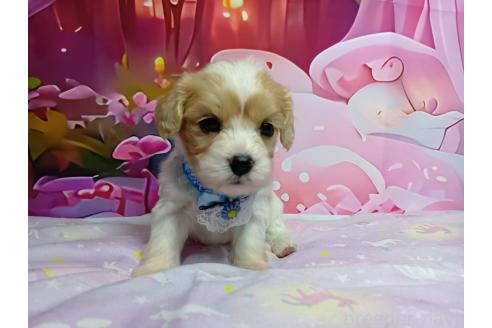 販売中の神奈川県のミックス犬-386692の10枚目