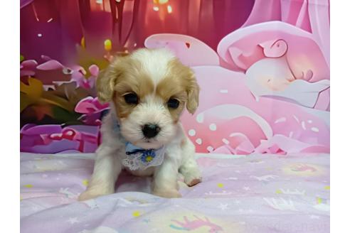販売中の神奈川県のミックス犬-386692の8枚目