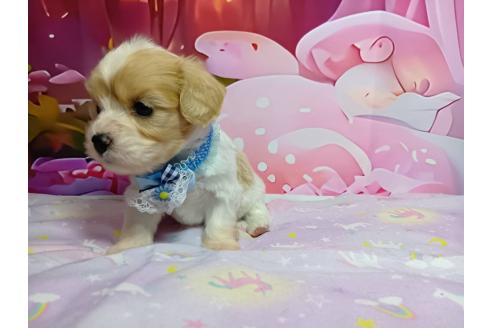 販売中の神奈川県のミックス犬-386692の7枚目