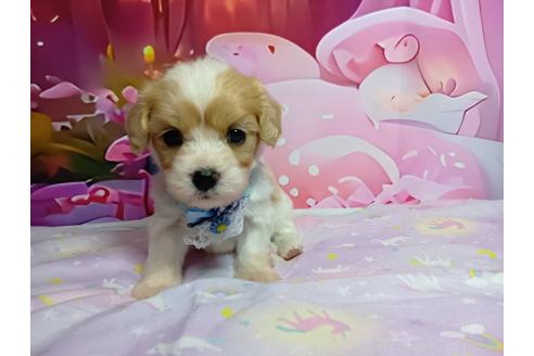 販売中の神奈川県のミックス犬-386692の6枚目