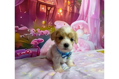 販売中の神奈川県のミックス犬-386692の5枚目