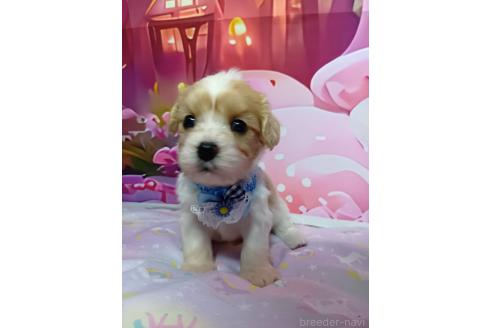 販売中の神奈川県のミックス犬-386692の4枚目