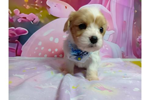 販売中の神奈川県のミックス犬-386692の3枚目