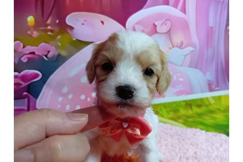 販売中の神奈川県のミックス犬-386695の10枚目
