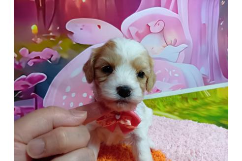 販売中の神奈川県のミックス犬-386695の9枚目