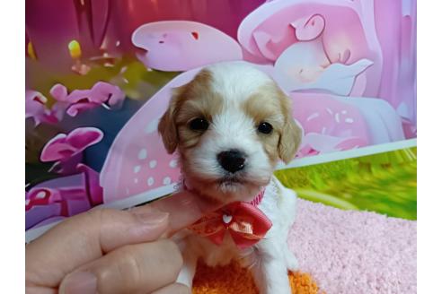 販売中の神奈川県のミックス犬-386695の1枚目