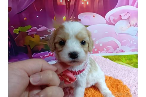 販売中の神奈川県のミックス犬-386695の8枚目
