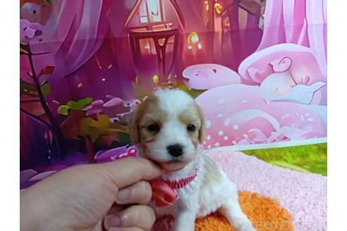 販売中の神奈川県のミックス犬-386695の7枚目