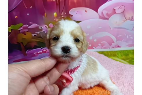 販売中の神奈川県のミックス犬-386695の6枚目