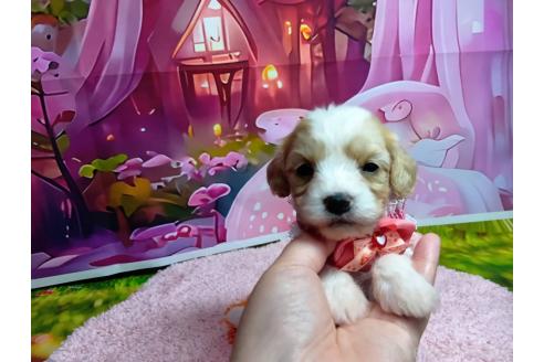 販売中の神奈川県のミックス犬-386695の4枚目