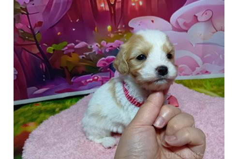 販売中の神奈川県のミックス犬-386695の5枚目