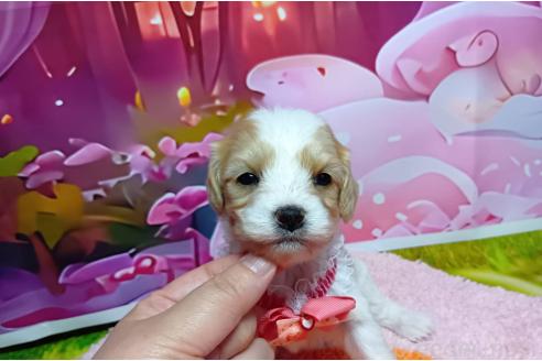販売中の神奈川県のミックス犬-386695の3枚目