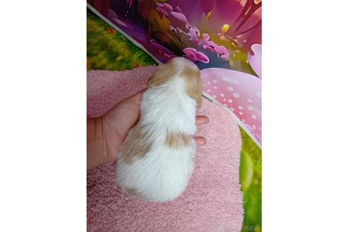 販売中の神奈川県のミックス犬-386695の2枚目