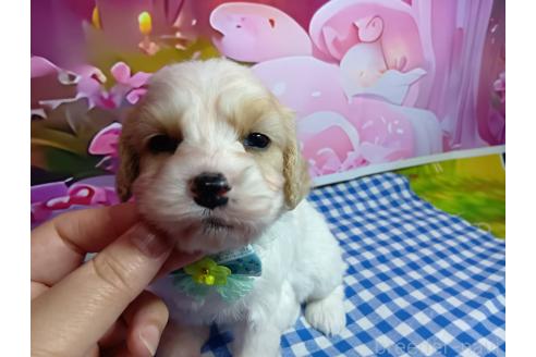 販売中の神奈川県のミックス犬-386697の20枚目
