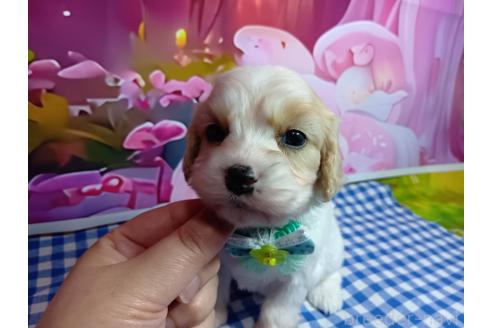 販売中の神奈川県のミックス犬-386697の19枚目