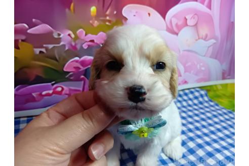 販売中の神奈川県のミックス犬-386697の18枚目