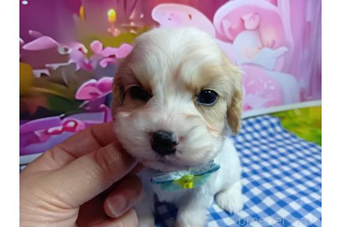 販売中の神奈川県のミックス犬-386697の17枚目