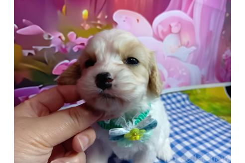 販売中の神奈川県のミックス犬-386697の16枚目