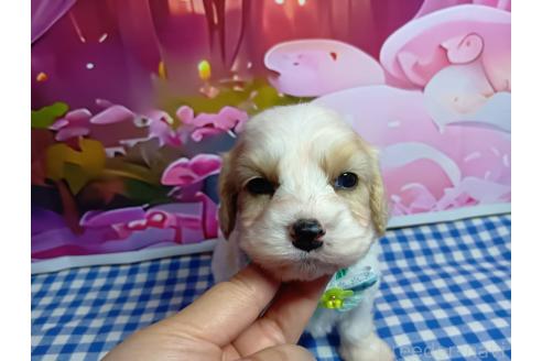 販売中の神奈川県のミックス犬-386697の15枚目