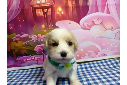 販売中の神奈川県のミックス犬-386697の14枚目