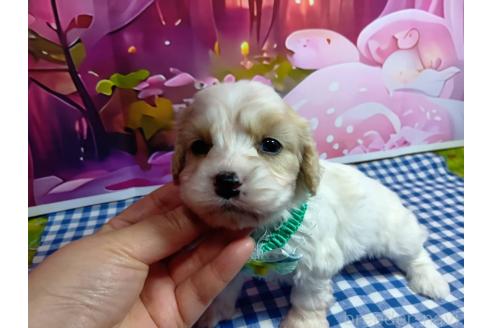 販売中の神奈川県のミックス犬-386697の13枚目
