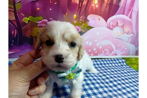 販売中の神奈川県のミックス犬-386697の11枚目