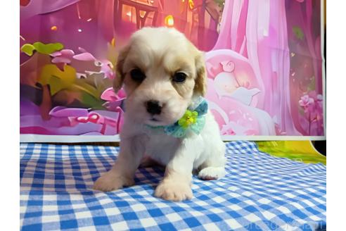 販売中の神奈川県のミックス犬-386697の10枚目