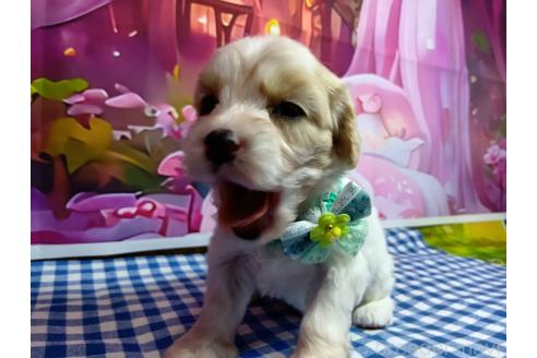 販売中の神奈川県のミックス犬-386697の9枚目