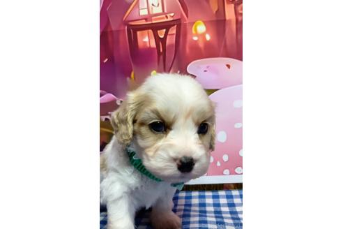 販売中の神奈川県のミックス犬-386697の7枚目