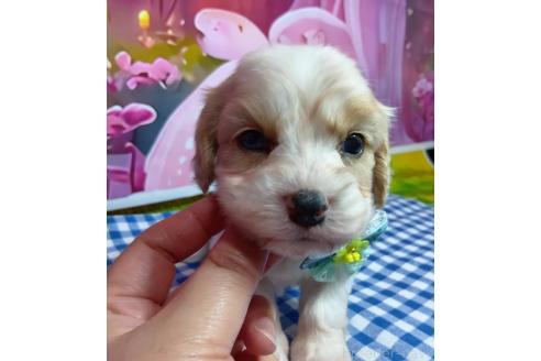 販売中の神奈川県のミックス犬-386697の6枚目