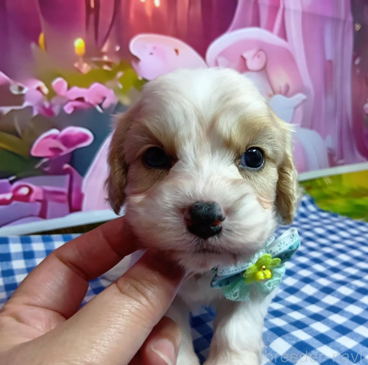 販売中の神奈川県のミックス犬-386697の5枚目