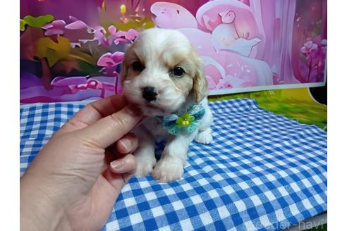販売中の神奈川県のミックス犬-386697
