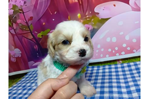 販売中の神奈川県のミックス犬-386697の4枚目
