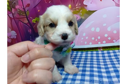 販売中の神奈川県のミックス犬-386697の3枚目