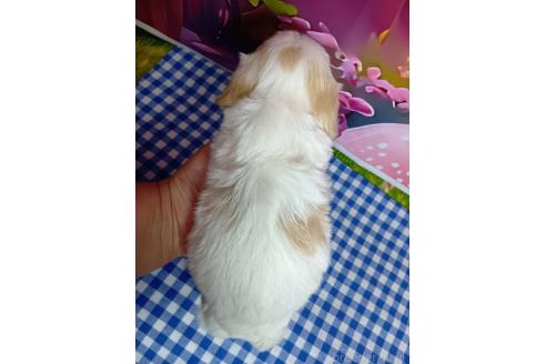 販売中の神奈川県のミックス犬-386697の2枚目