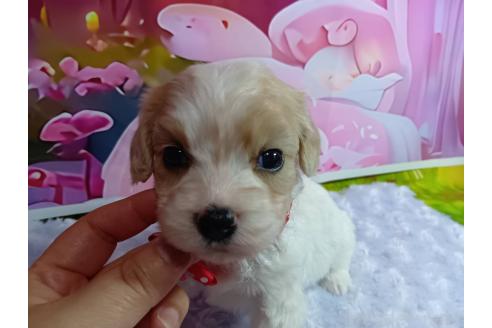 販売中の神奈川県のミックス犬-386699の16枚目