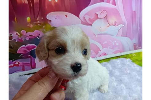 販売中の神奈川県のミックス犬-386699の15枚目