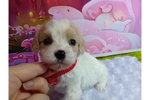 販売中の神奈川県のミックス犬-386699の14枚目