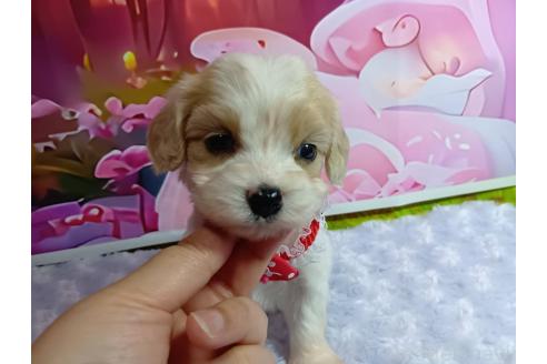 販売中の神奈川県のミックス犬-386699の13枚目