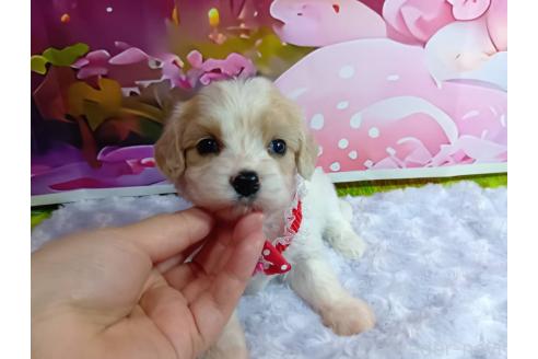 販売中の神奈川県のミックス犬-386699の11枚目