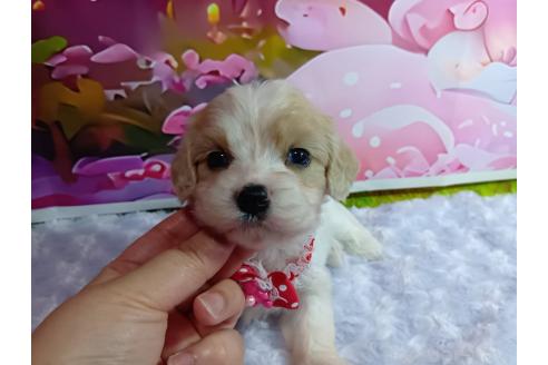販売中の神奈川県のミックス犬-386699の12枚目