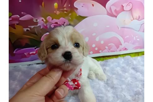 販売中の神奈川県のミックス犬-386699の10枚目