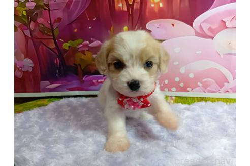 販売中の神奈川県のミックス犬-386699の9枚目