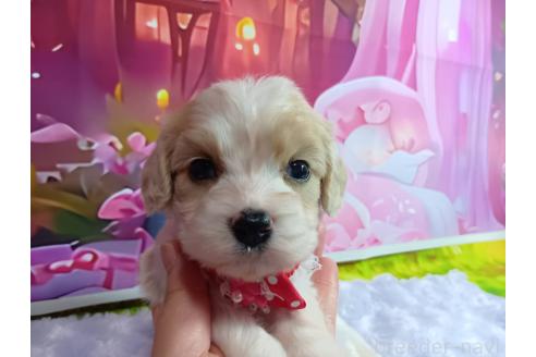 販売中の神奈川県のミックス犬-386699の7枚目