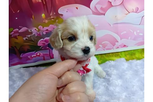 販売中の神奈川県のミックス犬-386699の6枚目